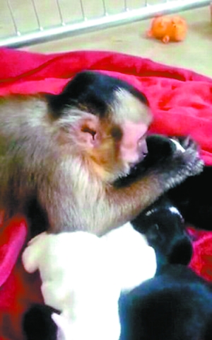 “猴子保姆”似人类父母超有爱 拥抱亲吻小狗狗