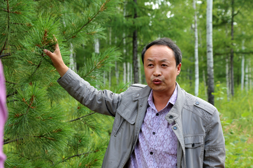 大兴安岭西伯利亚红松——华北地区的绿色天然屏障