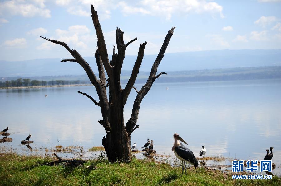 肯尼亚湿地面临退化威胁