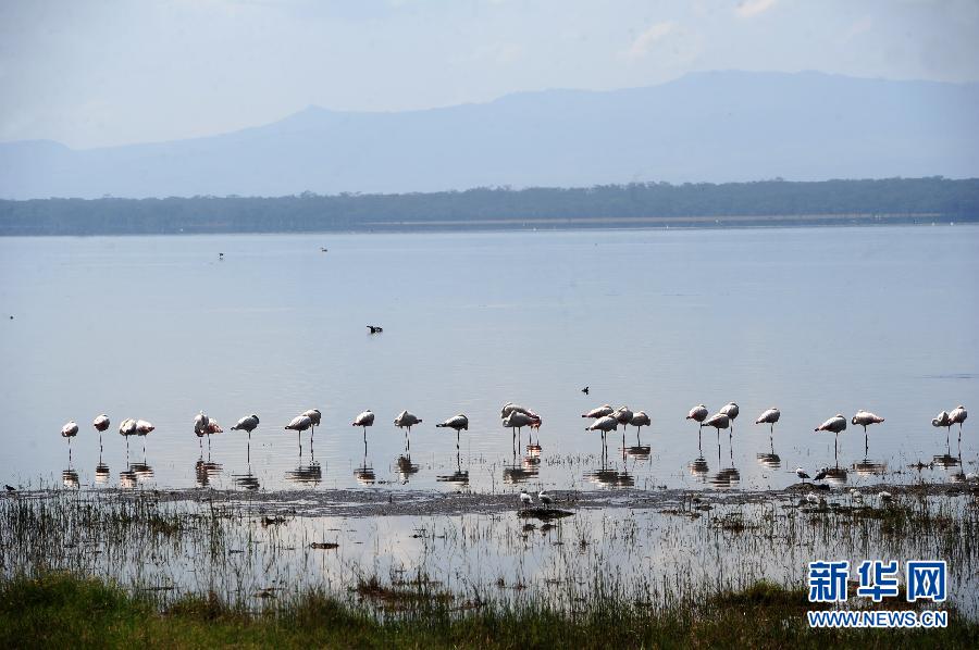 肯尼亚湿地面临退化威胁