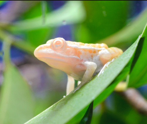 日本一水族馆展出白色青蛙 背部略带斑纹