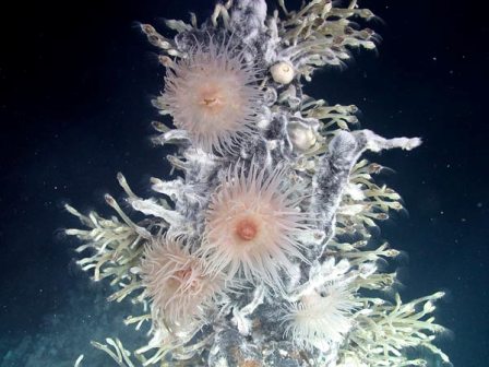南极深海发现“失落的世界” 20余新物种聚集火山口附近