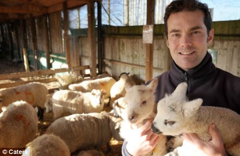 英农场惊现“好色”公羊 24小时内令33只母羊怀孕