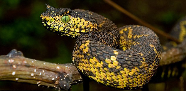 非洲发现新蝰蛇 世界最小青蛙亮相巴布亚新几内亚