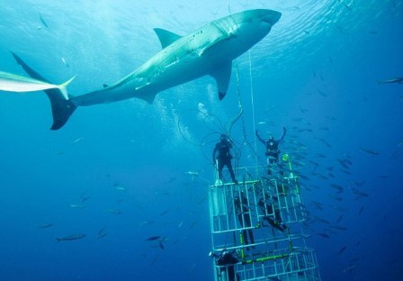 英摄影师海中“玩命” 拍下大白鲨微笑照