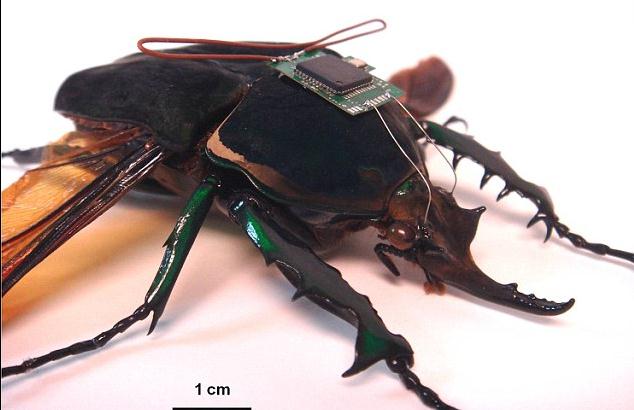 美研发出新型生物燃料电池 能为昆虫间谍提供持久电力