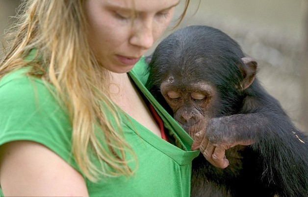 动物也好色！2岁黑猩猩扒开女饲养员T恤领口细端详（图）