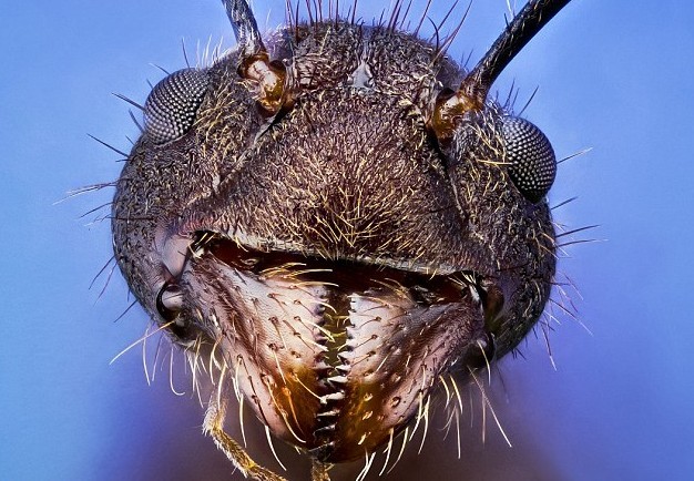 西班牙摄影师展现丑陋昆虫经典瞬间 效果完美令人窒息