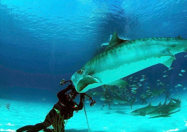摄影师海底遭虎鲨袭击死里逃生 相机成“救命恩人”