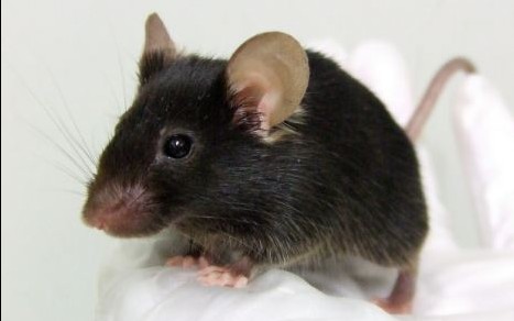 日科学家培育出转基因“唱歌老鼠” 像小鸟般“啾啾”叫