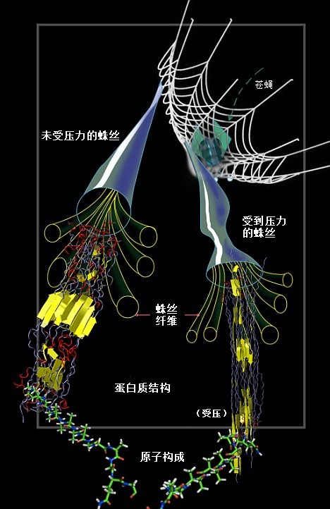 蛛网为何强于“钢网”？蛛丝内部结构能随压力变化
