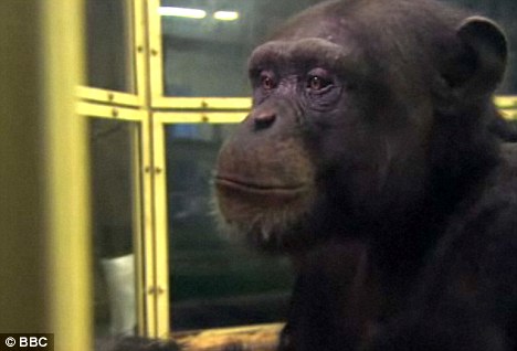 日研究人员发现世界最聪明黑猩猩 记忆力胜过多数人类