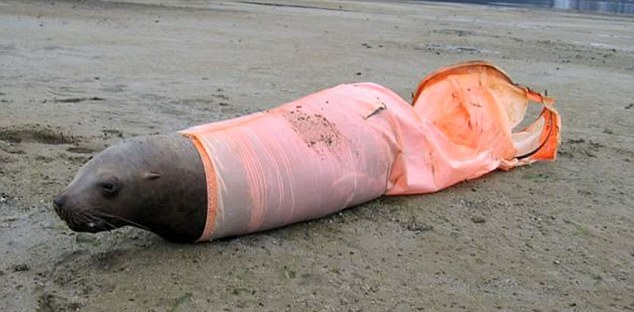 大批海狮海豹因海洋垃圾惨死 人类停止乱扔垃圾责无旁贷