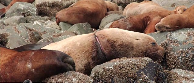 大批海狮海豹因海洋垃圾惨死 人类停止乱扔垃圾责无旁贷