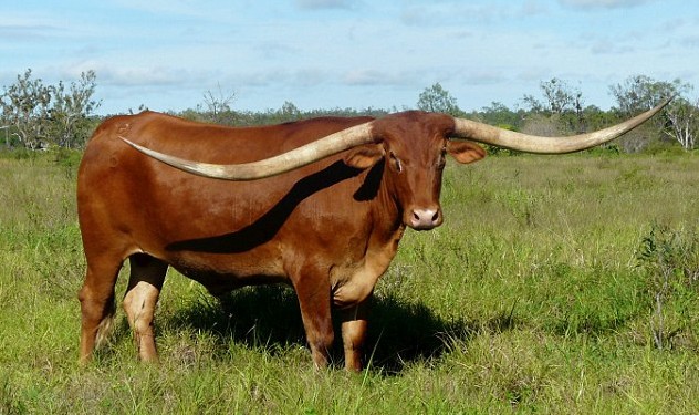 澳洲一长角牛夺世界最长牛角称号 全角展开长达2.77米