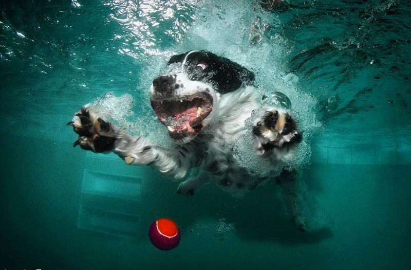 宠物犬入水衔球秀真实版“狗刨” 呲牙咧嘴妙趣横生