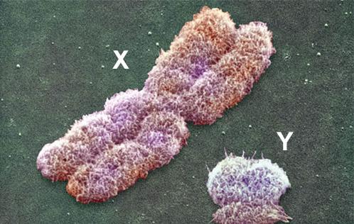 美最新研究：Y染色体衰减近乎停滞 男性不会灭绝