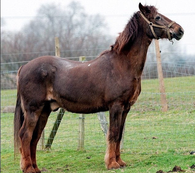 老骥伏枥 51岁高龄英国马或为世界最长寿