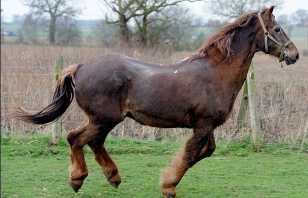 老骥伏枥 51岁高龄英国马或为世界最长寿