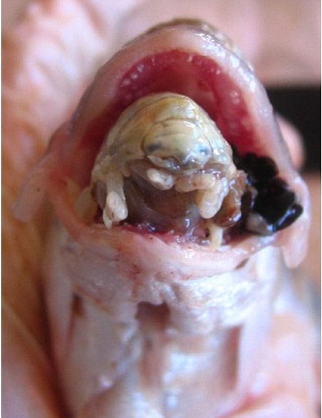 过度捕捞致“外星寄生虫”入侵地中海 鱼舌上生活