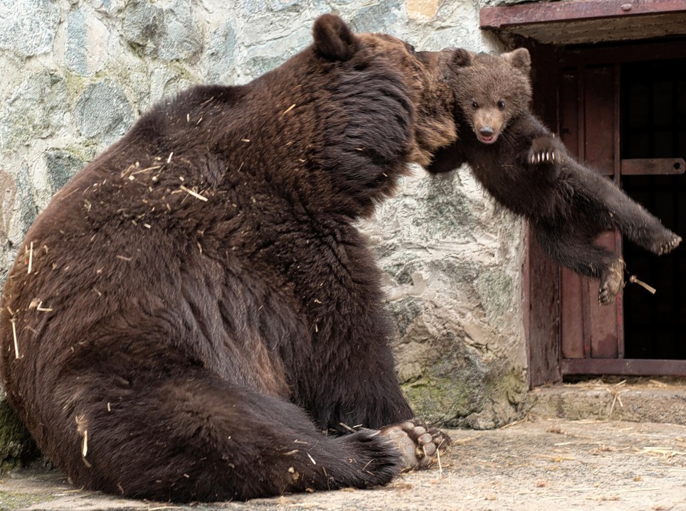 先惩罚后抚慰 乌克兰母棕熊教育熊仔酷似人类