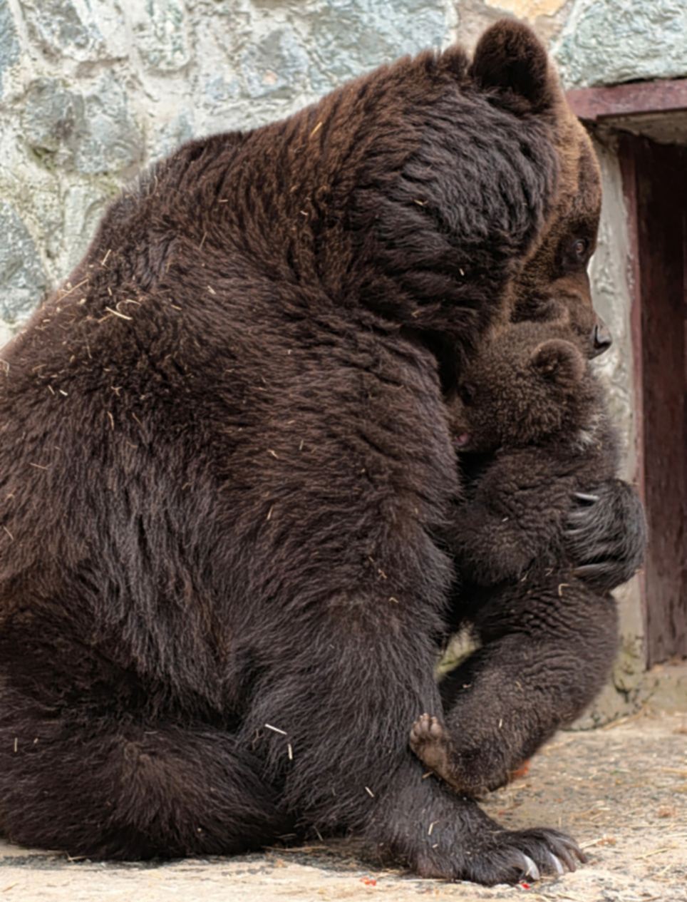 先惩罚后抚慰 乌克兰母棕熊教育熊仔酷似人类