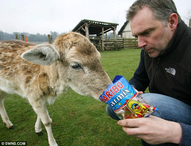 英国一母鹿21岁全球最长寿 喜欢小朋友酷爱薄荷糖