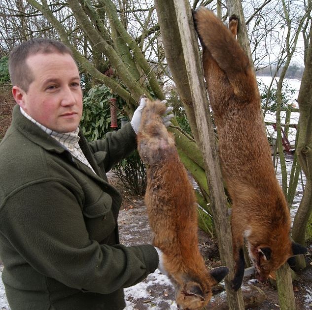 英农夫发现史上最大狐狸 身长1.45米不偷鸡改吃羊