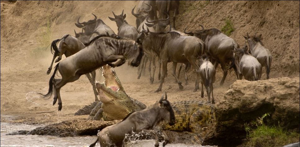 肯尼亚风情：非洲角马奋力一跃 上演“鳄口脱险”