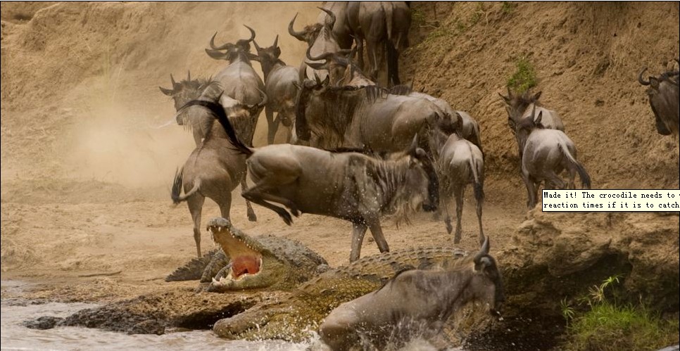 肯尼亚风情：非洲角马奋力一跃 上演“鳄口脱险”