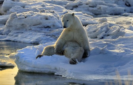 北极熊浮冰上闲适小憩酷似人类 赏落日静待捕食时机
