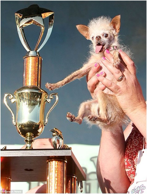 丑是对其最大赞美！世界最丑狗“尤达”在美国去世