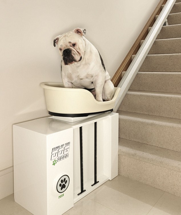 英国狗太胖爬不动楼梯 全球首部狗用座椅电梯问世