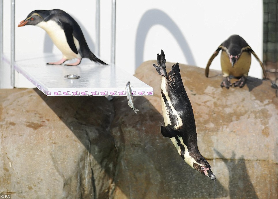 伦敦动物园搭建奥运跳板 企鹅健将一展跳水英姿