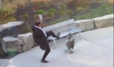加拿大公园上演“愤怒的大鹅” 男子几番挣扎终于“落荒而逃”