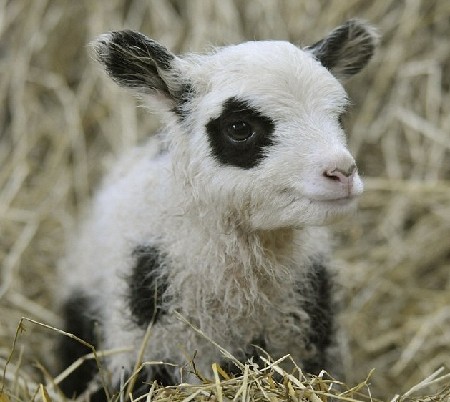 英农场主培育出“熊猫羊羔” 黑眼圈、黑耳朵萌煞人