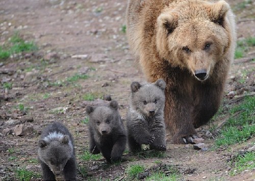 三只熊宝宝亮相德国动物园 憨态可掬如泰迪公仔
