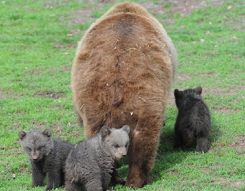 三只熊宝宝亮相德国动物园 憨态可掬如泰迪公仔
