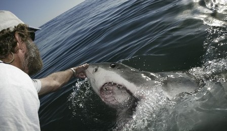 轻轻一摸驯服大白鲨 南非“鲨语者”展催眠绝技