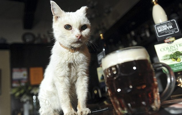 英酒吧猫咪活过“百岁” 好性情、闻麦芽酒味助其长寿