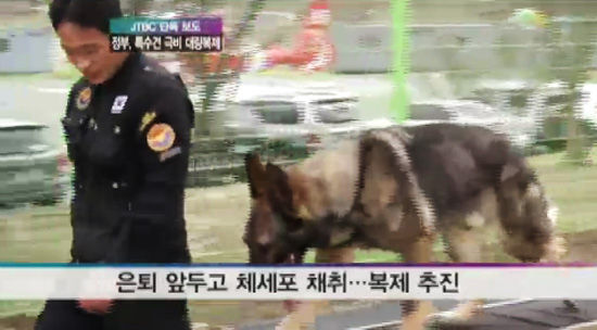韩国政府拟克隆800只特殊犬 英雄狗狗“后继有人”