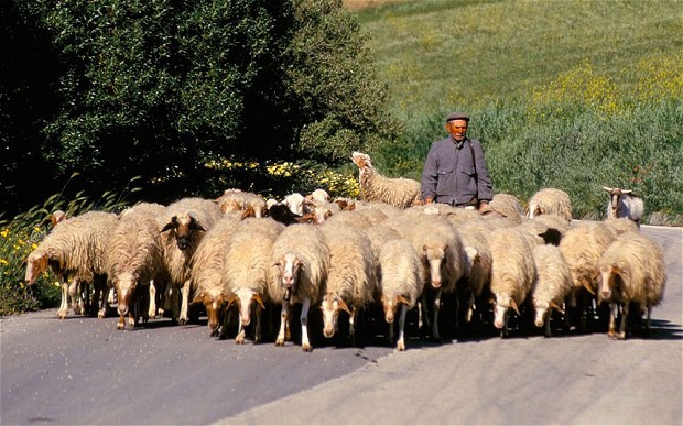 经济环境差理想难实现 意大利3000年轻人选择当羊倌