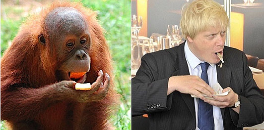 英报拿伦敦市长开涮：他多像只红毛猩猩！