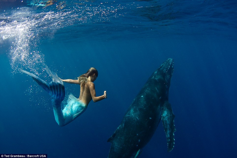 澳模特变身“美人鱼” 与鲸共舞倡导保护海洋生物