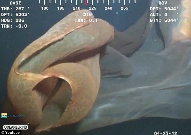 罕见水母抑或鲸胎盘？ 深海水下摄像机拍到神秘漂浮物