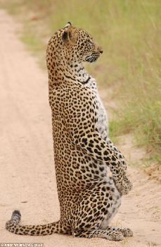 南非美洲豹追踪猎物秀“站姿” 酷似猫鼬直立远眺