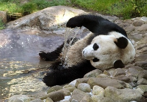 国宝熊猫起源于欧洲？西班牙科学家发现疑似史前大熊猫近亲化石