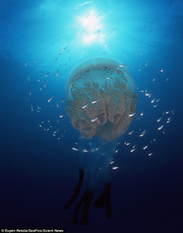 梦幻般的美 挪威峡湾深海水母罕见照