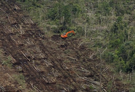 国际环保组织称肯德基包装涉嫌破坏热带雨林植物