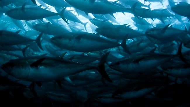美国西海岸首次发现大量迁徙鱼携带日本核辐射物